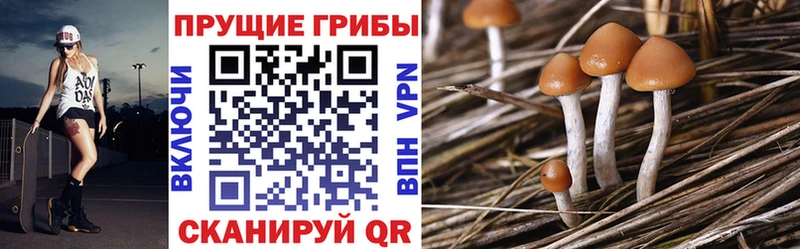 Купить где  Коряжма  Галлюциногенные грибы Magic Shrooms 